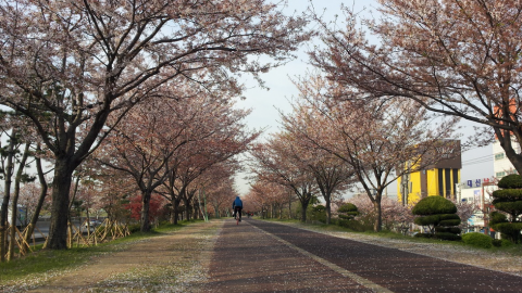 韓妞推介！10大釜山最美賞櫻熱點　 盡情在櫻花樹下拍唯美照